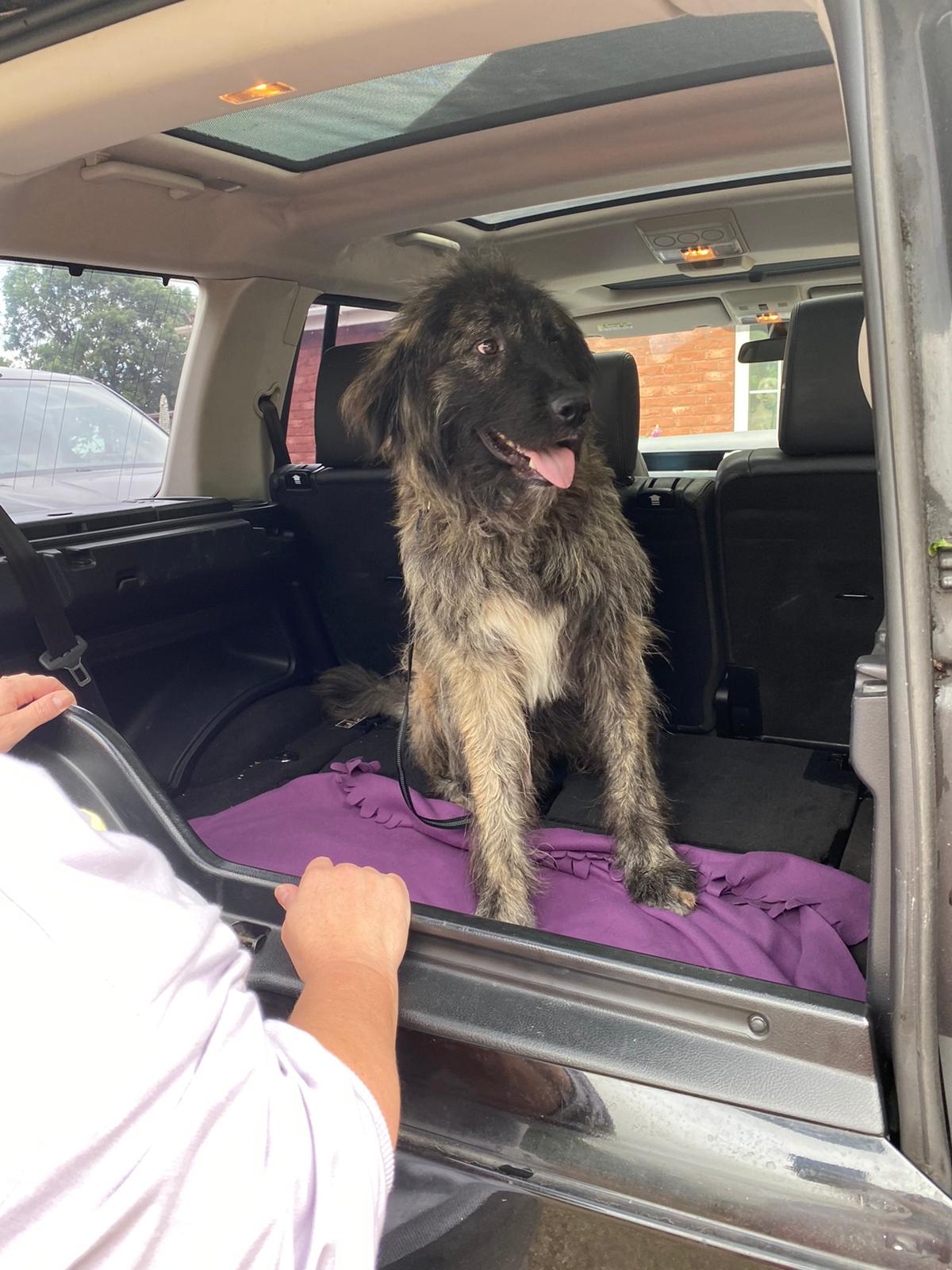 You are currently viewing Ralph finds his forever home