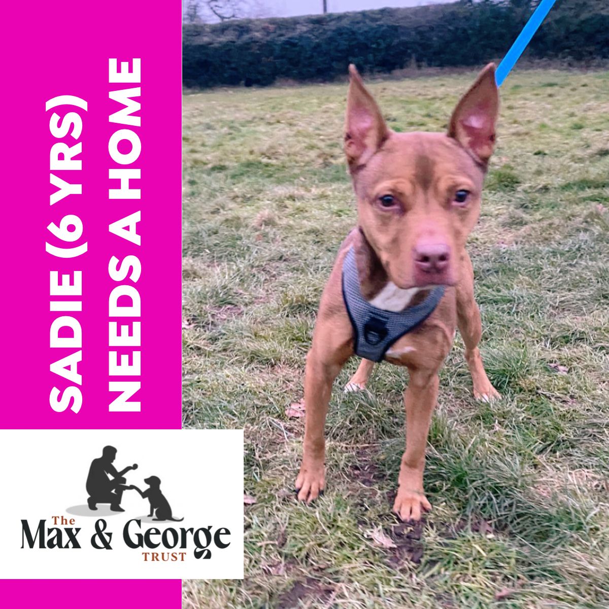 Sadie, a 6 years old unknown Staffordshire Bull Terrier available for adoption from Max & George Trust in West Midlands