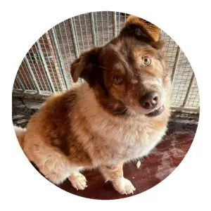Major the rescue dog