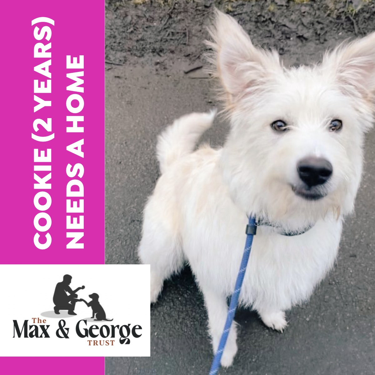 Cookie, a 2 years old unknown Lurcher available for adoption from Max & George Trust in West Midlands