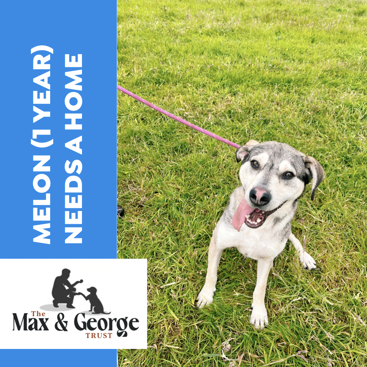 Melon, a Unknown old male Unknown available for adoption from Max & George Trust in West Midlands