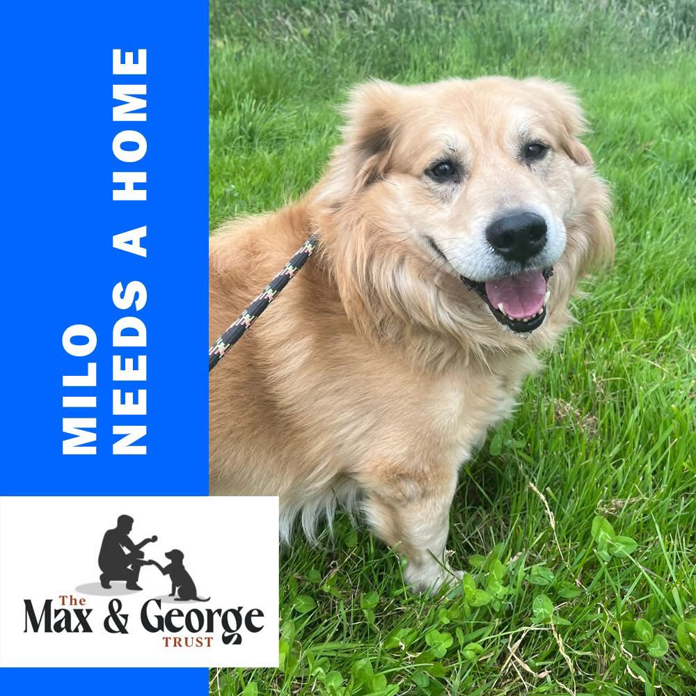 Milo, a 8 years old male Unknown available for adoption from Max & George Trust in West Midlands