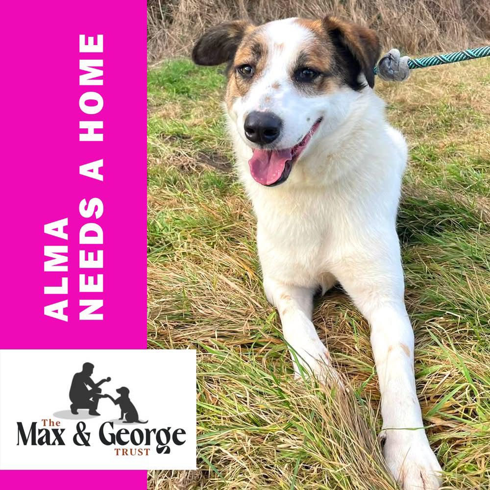Alma, a 2 years old female Unknown available for adoption from Max & George Trust in West Midlands