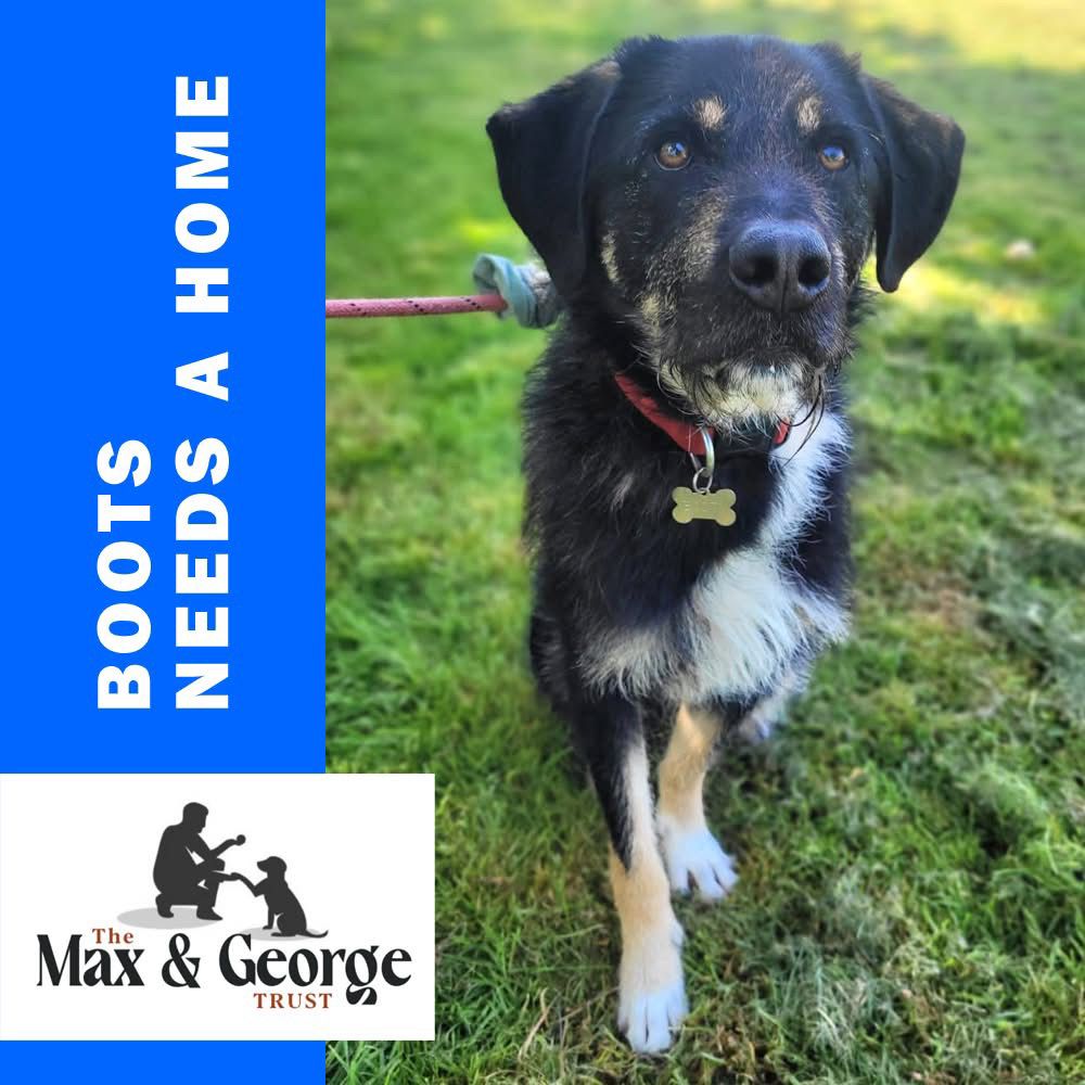 Boots, a 4 years old unknown Unknown available for adoption from Max & George Trust in West Midlands