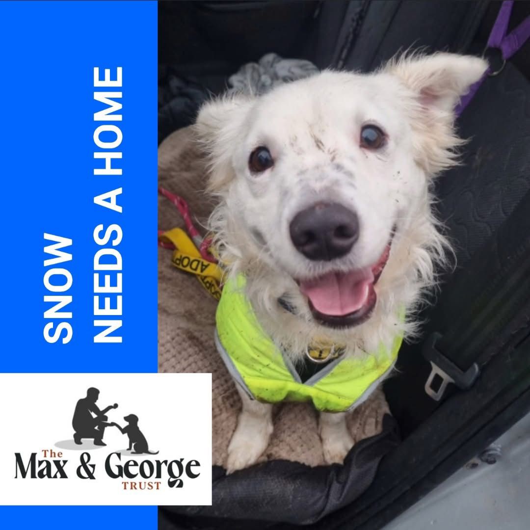 Snow, a 2 years old male Unknown available for adoption from Max & George Trust in West Midlands